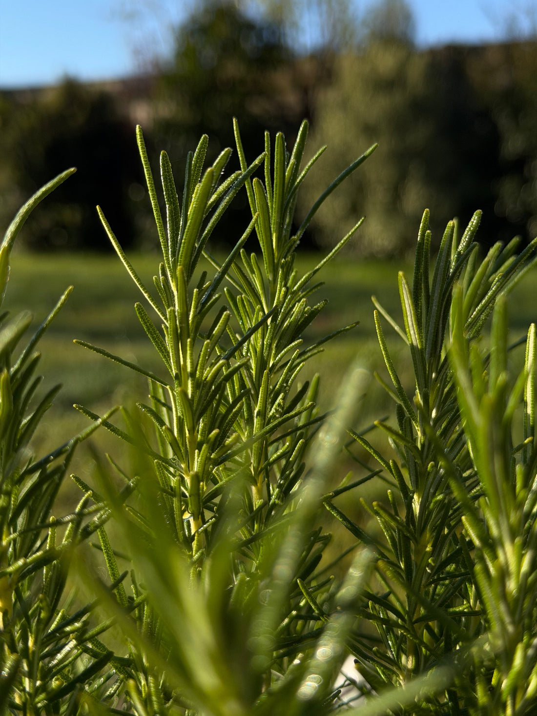 Close-up of fresh rosemary growing in a garden, bright green in natural light